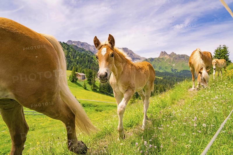 Foal on a flower meadow in front of a majestic mountain backdrop and blue sky, hike to the Schlehrn, Seiser Alm, Dolomites, South Tyrol, Italy