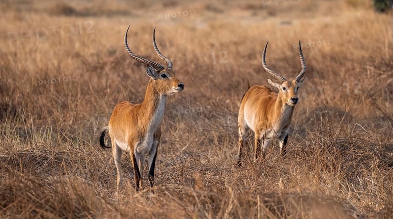 Letschwe or lychee moor antelope (Kobus leche), two animals in dry grass in the evening light, Okavango Delta, Moremi Game Reserve, Botswana