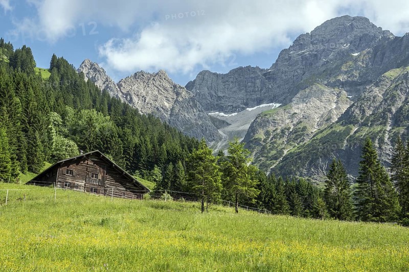 Meadow in bloom with Äußere Widderstein Alpe, behind Großer Widderstein, Bärgunttal, near Baad, Kleinwalsertal, Vorarlberg, Austria