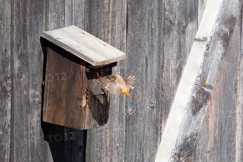 A redstart (Phoenicurus phoenicurus) female landing on a birdhouse, animal photo, bird, bird species, nature photo, wildlife, fauna, Morter, Latsch, Italy