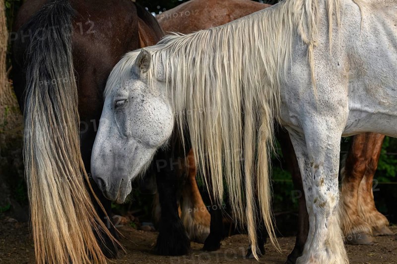 A white pair with long, golden manes are found between a large group of thick and brown pairs. Het is een zonnige dag en de dieren zijn ontspannen in het gras. Bas Rhin, Alsace, France