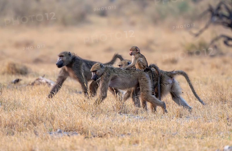 Bear baboons (Papio ursinus) young on the back of the mother, foraging, Third Bridge, Okavango Delta, Moremi Game Reserve, Botswana