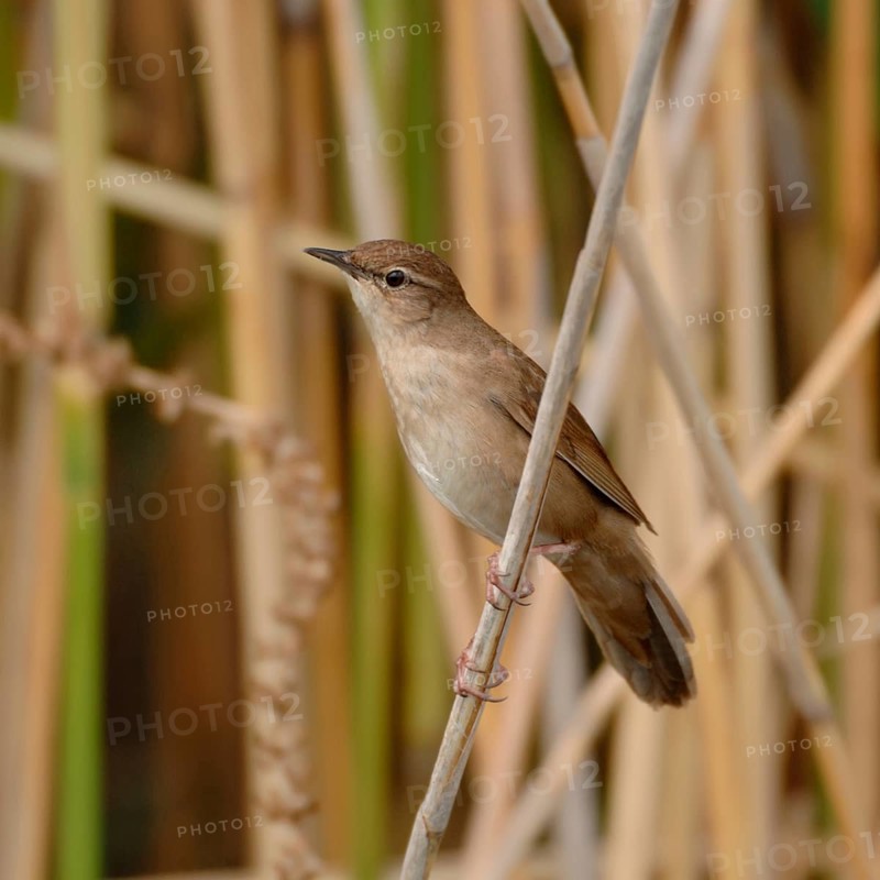 Reed warbler (Locustella luscinioides) in its typical habitat in the reeds, rare, mostly inconspicuous bird species, typical creaking song, native nature, Lake Neusiedl, Burgenland, Austria, Western Europe