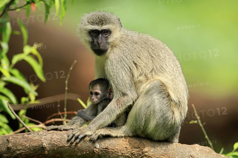 Vervet Monkey (Chlorocebus pygerythrus), mother, female, adult, kitten, baby, together, sheltered, sitting, tree trunk, Kruger, Kruger National Park, South Africa