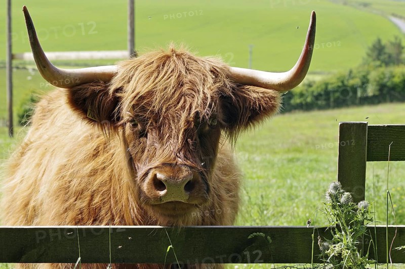 A cow with large horns stands behind a fence in a green meadow, Aberdeenshire, Scotland, Great Britain
