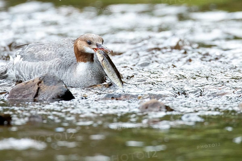Common merganser (mergus merganser), Female catching a fish, La Mauricie national park. Province of Quebec, Canada
