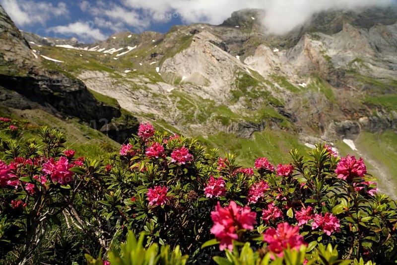 Azalea in bloom at the Cirque de Troumouse basin in the Pyrenees National Park near Gavarnie-Gèdre, France