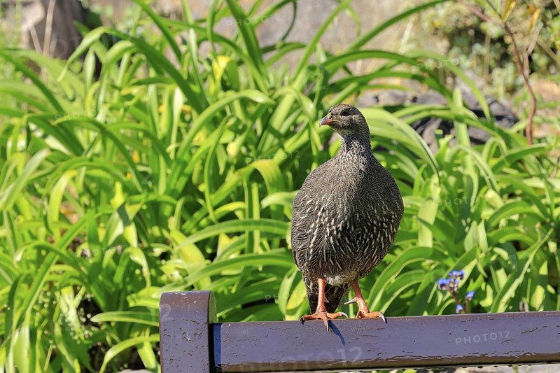 Cape Francolin (Pternistis capensis), adult, on park bench, Kirstenbosch Botanical Gardens, Cape Town, South Africa