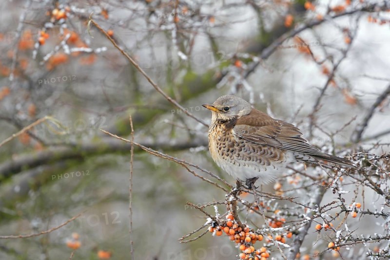 In the berry bush... Juniper thrush (Turdus pilaris) sits in winter with fluffed up plumage and a little snow at the edge of a path in a bush with vitamin-rich orange berries, sea buckthorn bush, typical winter picture, native nature, North Holland, Netherlands, Western Europe