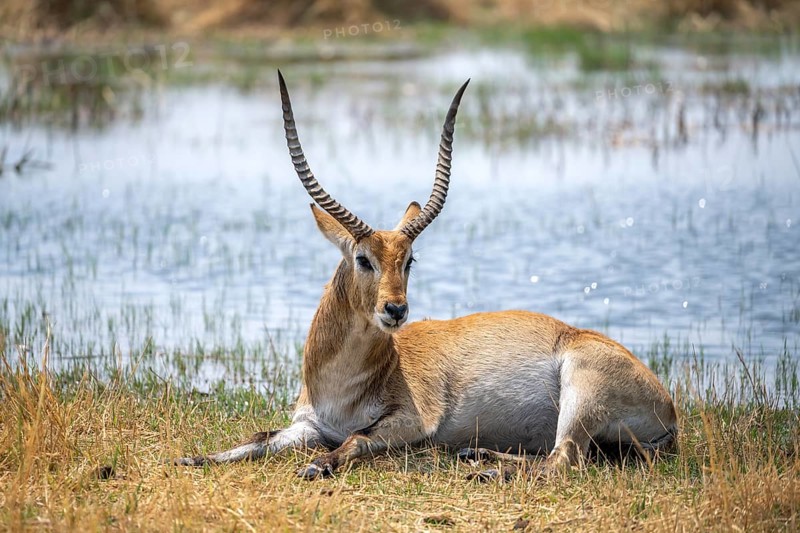 Letschwe or lychee moor antelope (Kobus leche), sitting in dry grass by a river, Okavango Delta, Moremi Game Reserve, Botswana