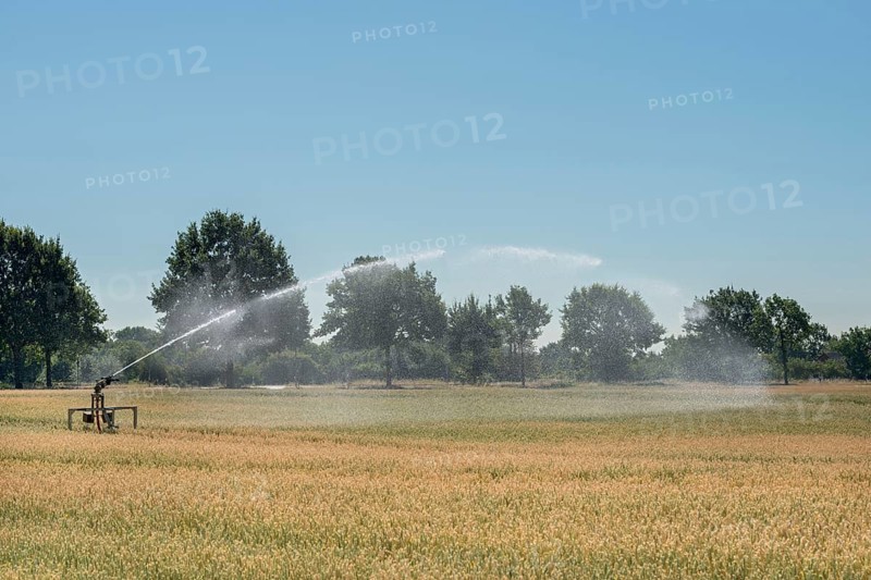 Irrigation... Midsummer, hot summer, summer heat, heat wave, sprinkler wagon waters a grain field in record summer, water consumption agriculture, groundwater extraction, groundwater level, local nature, Meerbusch, Lower Rhine, Rhineland, Rhine district Neuss, North Rhine-Westphalia, Germany, Western Europe