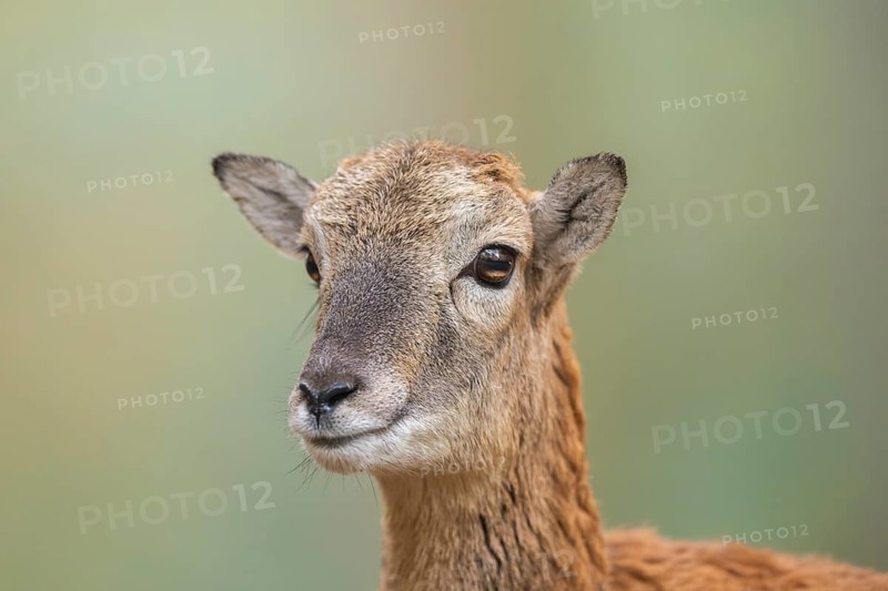 European mouflon (Ovis aries musimon) sheep (female) in autumn, portrait, Bavaria, Germany