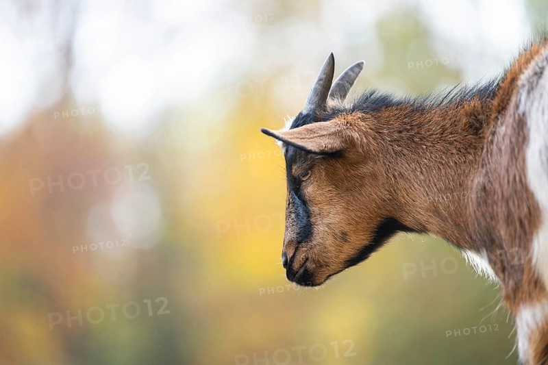 Domestic goat (Capra hircus) in autumn, portrait, Bavaria, Germany