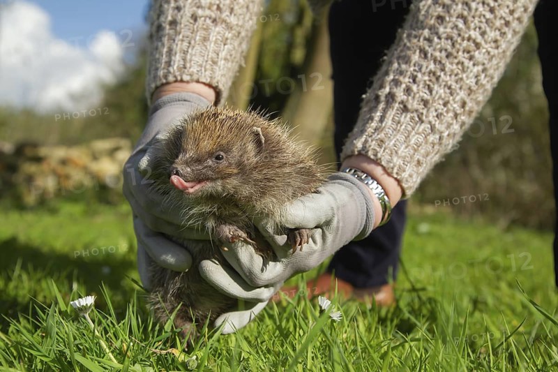 European hedgehog (Erinaceus europaeus) adult animal being released by a human in a spring time meadow, England, United Kingdom