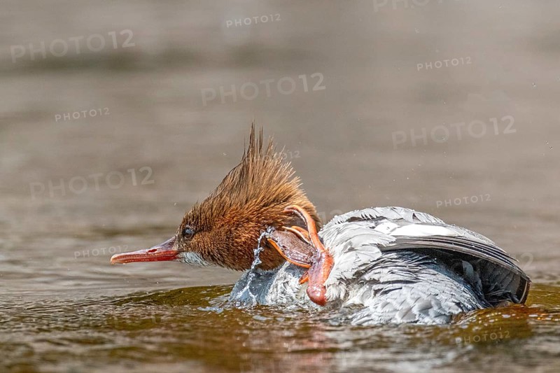 Common merganser (mergus merganser), Female scratching her neck, La Mauricie national park. Province of Quebec, Canada