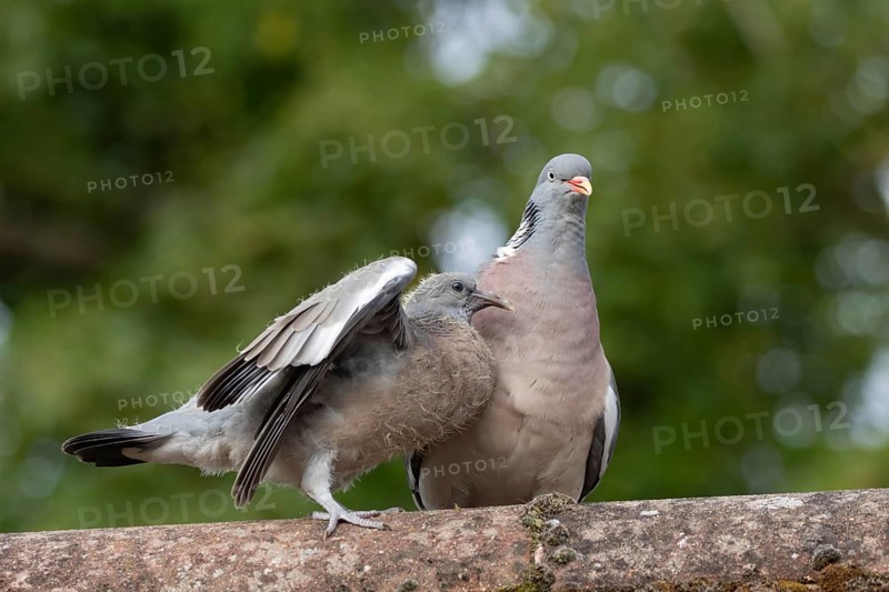 Wood pigeon (Columba palumbus) two birds with a juvenile squab bird begging for food on an urban house rooftop with an adult parent bird, England, United Kingdom