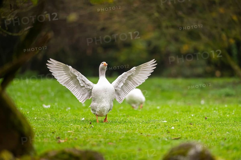 Domestic goose (Anser Anser domesticus) landing on a meadow, Bavaria, Germany