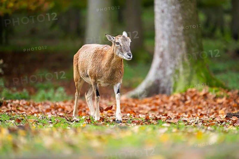 European mouflon (Ovis aries musimon) sheep (female) walking in a forest in autumn, Bavaria, Germany