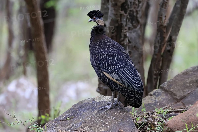 Ruffed Guinea Fowl (Guttera pucherani), adult, on the ground, alert, foraging, Kruger, Kruger National Park, South Africa