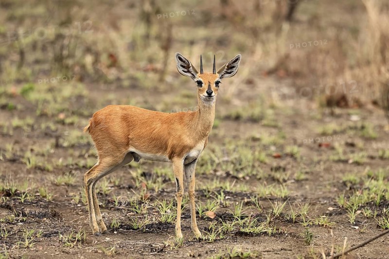 Steenbok (Raphicerus campestris), adult, male, foraging, vigilant, dwarf antelope, Kruger, Kruger National Park, South Africa