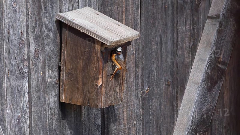A redstart (Phoenicurus phoenicurus) male in the entrance of a birdhouse and has insects in his beak, animal photo, bird, bird species, nature photo, wildlife, fauna, Morter, Latsch, Italy