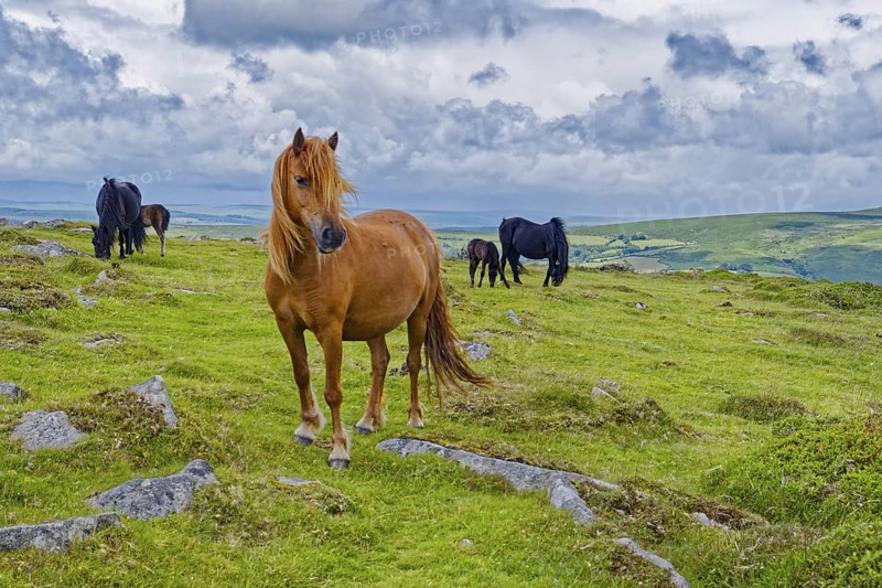 Horses in the grassland around the Top Tor rock hill in Dartmoor National Park in the British county of Devon. Widecombe-in-the-Moor, Bovey Tracey, Devon, South England, Great Britain