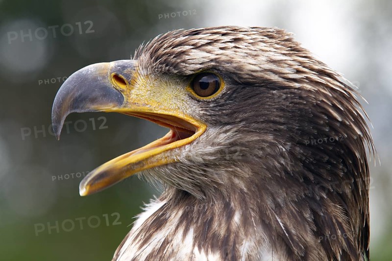 Black chested buzzard, Geranoaetus melanoleucus, Immature female perched on a tree, Open beak, Close-up, Imbabura province, Ecuador, South America