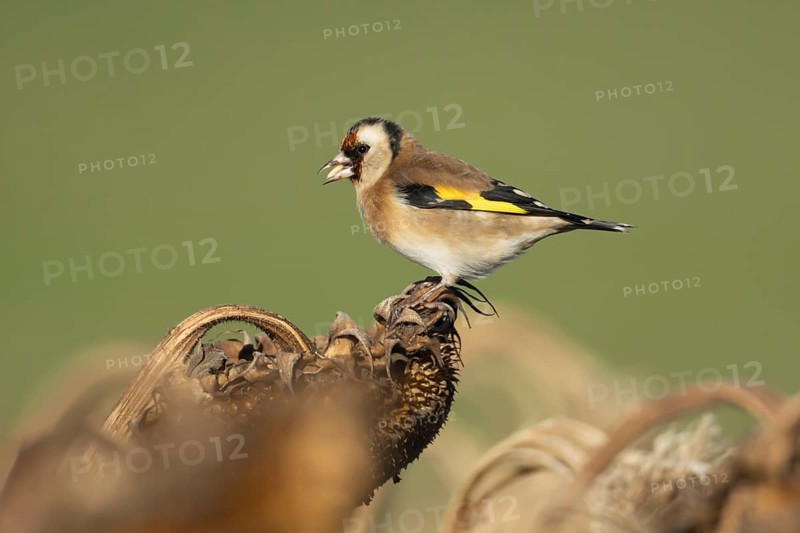 European goldfinch (Carduelis carduelis) adult bird feeding on a sunflower seed head, England, United Kingdom