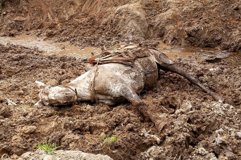 Draft horse, Horse fell and injured while carrying planks down a mountain, Imbabura province, Ecuador, South America
