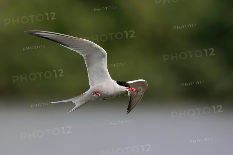Elegant... Tern (Sterna hirundo) in fast flight over an inland water surrounded by forest, wildlife, native nature, Schleswig-Holstein, Germany, Western Europe