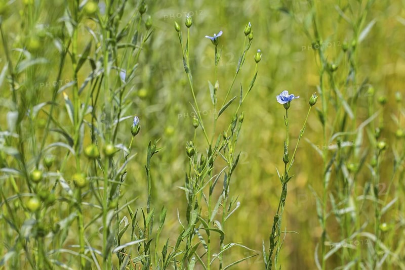 Common flax, linseed (Linum usitatissimum, Linum crepitans), cultivated as a food and fiber crop, flowering in field in late spring, early summer