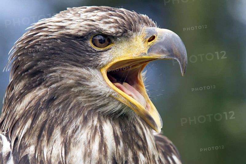 Black chested buzzard, Geranoaetus melanoleucus, Immature female perched on a tree, Open beak, Close-up, Imbabura province, Ecuador, South America
