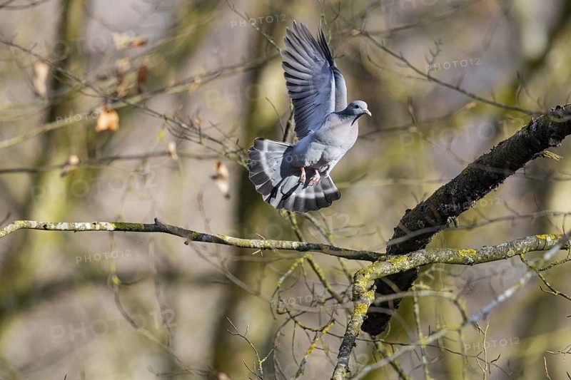 Stock Dove (Columba oenas) Pairs Germany