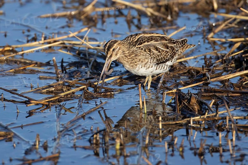 Common snipe (Gallinago gallinago) adult bird feeding on a worm on the edge of a reedbed, Norfolk, England, United Kingdom