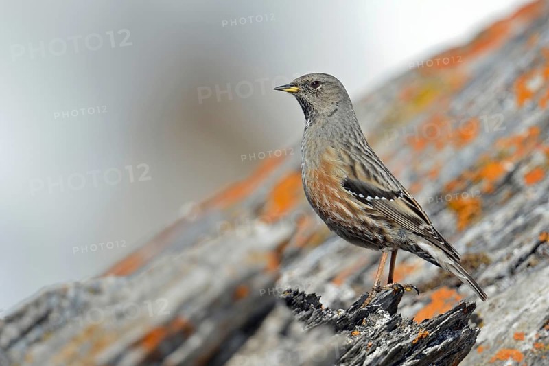Alpine accentor (Prunella collaris) sits on a rock covered with red lichen in the high Alps, in the high mountains, not very shy typical bird in the Alps, mountain bird, lives in the mountains all year round, is quite conspicuous, about the size of a lark, widespread, Alps, Valais, Switzerland, Western Europe, wildlife