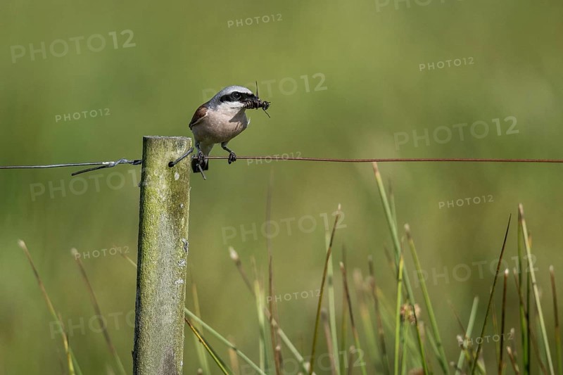 Red-backed shrike (Lanius collurio), Emsland, Lower Saxony, Germany