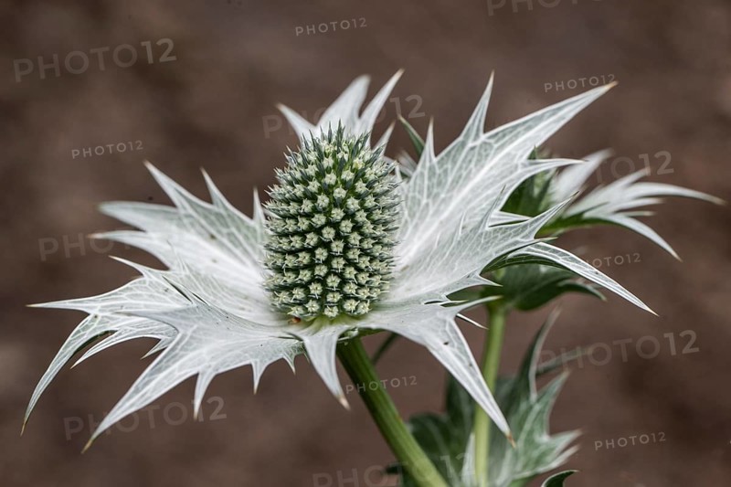 Ivory Man's Litter (Eryngium giganteum), Emsland, Lower Saxony, Germany