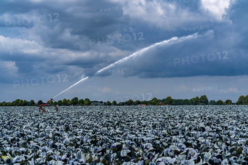 Agriculture, artificial irrigation of a field, irrigation system, cabbage cultivation, red cabbage, near Kempen on the Lower Rhine, North Rhine-Westphalia, Germany