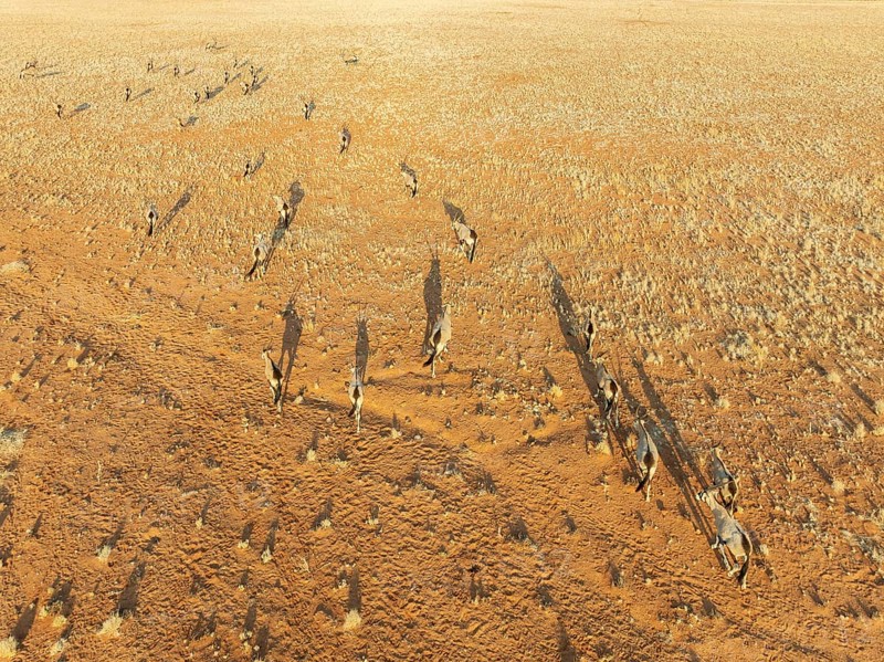 Gemsbok (Oryx gazella). Roaming an arid plain at the edge of the Namib Desert. Aerial view. Drone shot. Namibia