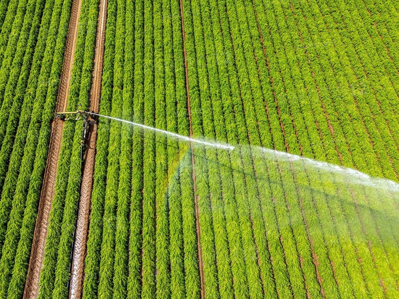 Artificial irrigation with a sprinkler system in a field where carrots are grown, near Kerken, on the Lower Rhine, North Rhine-Westphalia, Germany