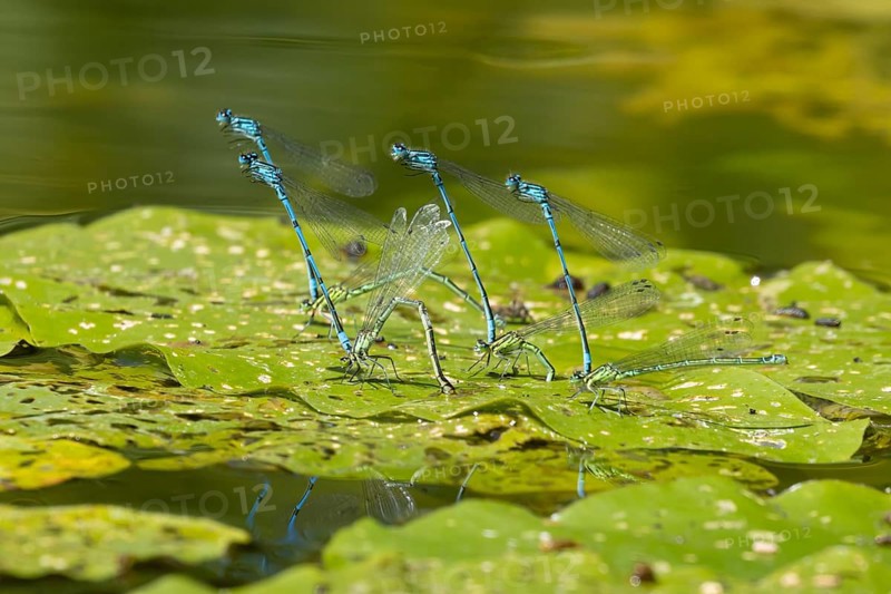 Common blue damselfly (Enallagma cyathigerum) four adult pairs of insects mating on a pond lily leaf in summer, England, United Kingdom