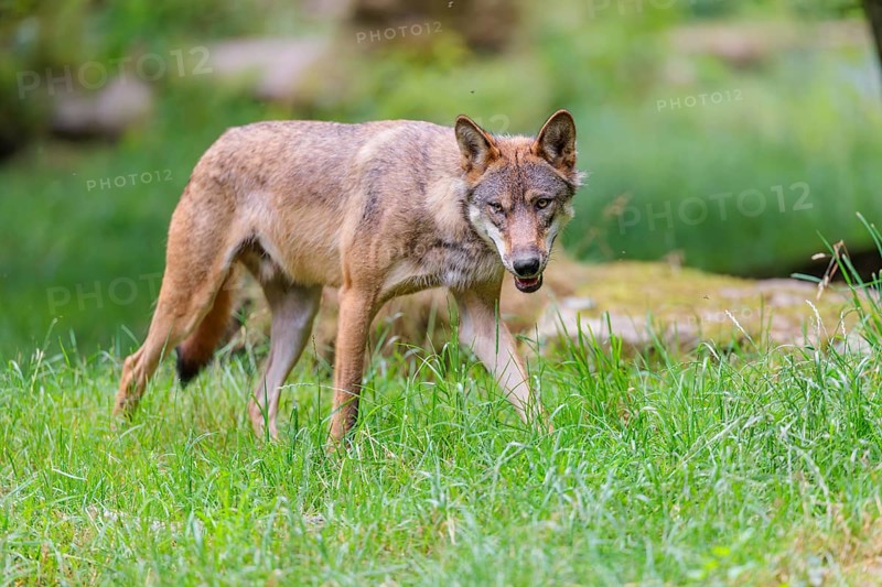A gray wolf (Canis lupus lupus) crosses a a green meadow in a clearing on a cloudy day