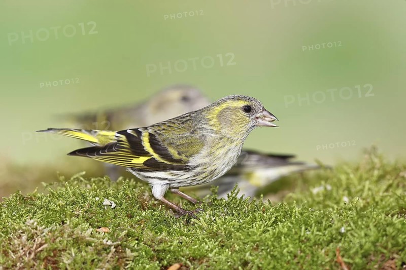 Siskin (Carduelis spinus), female sitting on moss, mossy ground, Wilnsdorf, North Rhine-Westphalia, Germany