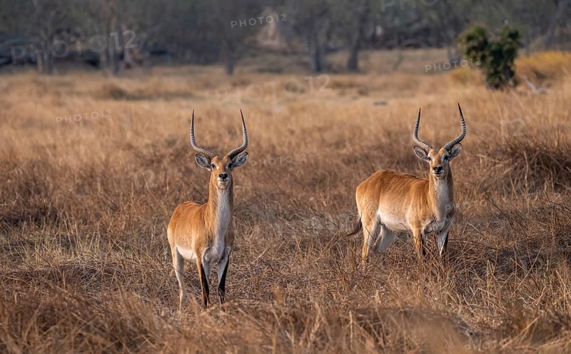 Letschwe or lychee moor antelope (Kobus leche), two animals in dry grass in the evening light, Okavango Delta, Moremi Game Reserve, Botswana