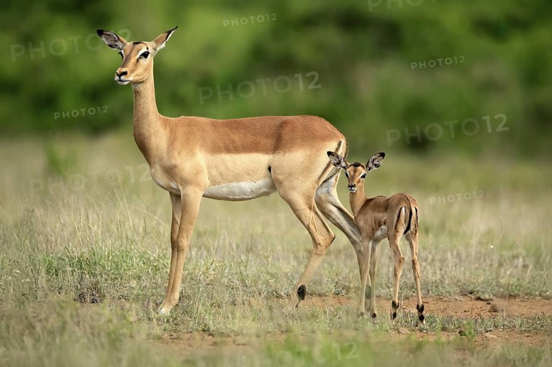 Black heeler antelope (Aepyceros melampus), impala, adult, female, young animal, mother with young animal, Kruger, Kruger National Park, South Africa