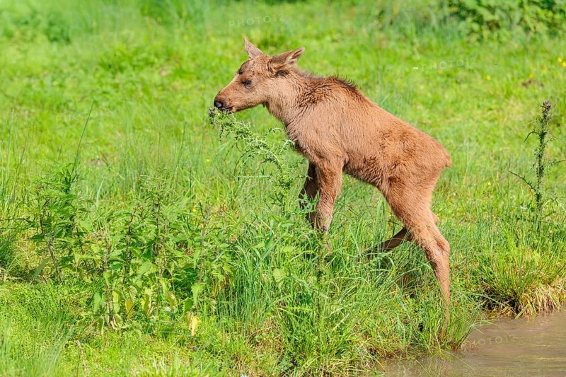 A female moose suckles her calf (Alces alces) on the bank of a shallow stream on a sunny day