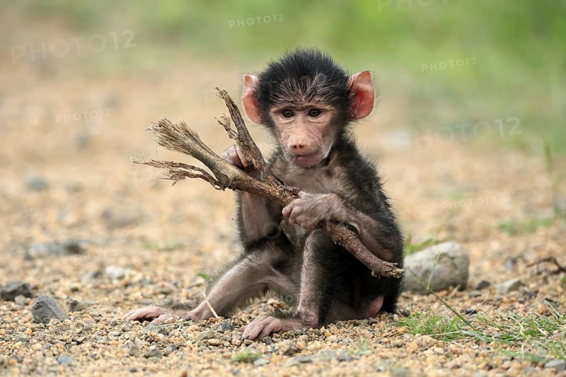 Bear baboon, chacma baboon (Papio ursinus), young, baby, sitting on ground, fragile, foraging, playing, Kruger, Kruger National Park, South Africa