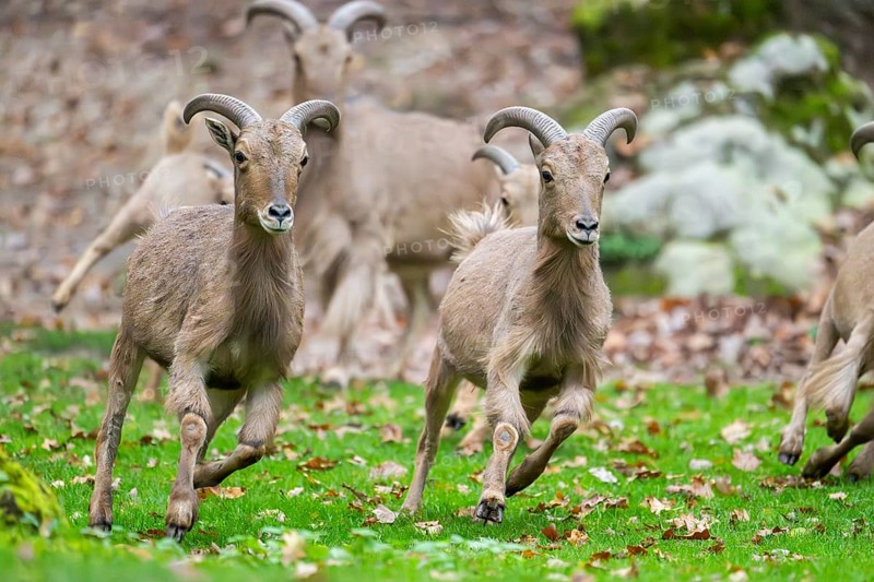 Barbary sheep (Ammotragus lervia) rams running over a meadow, Bavaria, Germany