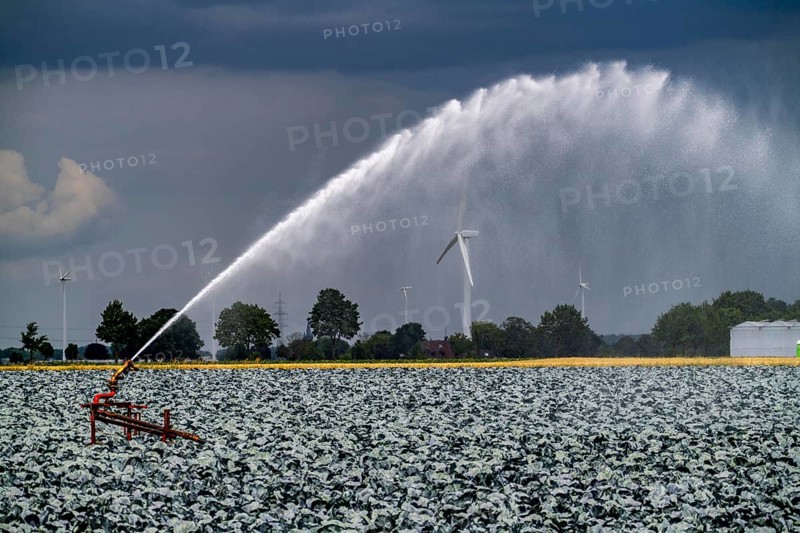 Agriculture, artificial irrigation of a field, irrigation system, cabbage cultivation, red cabbage, near Kempen on the Lower Rhine, North Rhine-Westphalia, Germany