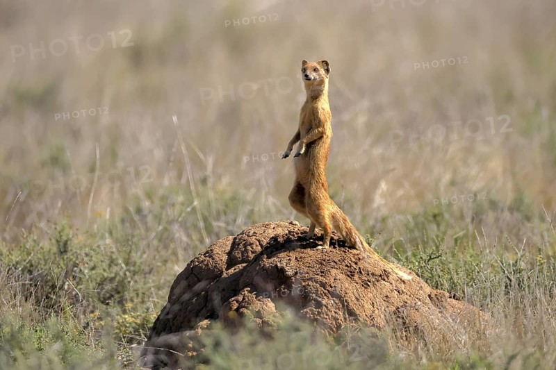 Fox mongoose (Cynictis penicillata), adult, standing upright, alert, on termite mound, Mountain Zebra National Park, Eastern Cape, South Africa